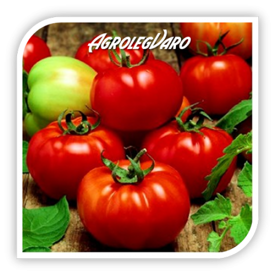 Seminte de tomate SULTAN F1