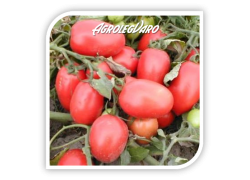 Seminte de tomate SURYA F1