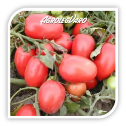 Seminte de tomate SURYA F1