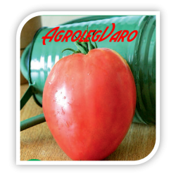 Seminte de tomate SWEETHEART