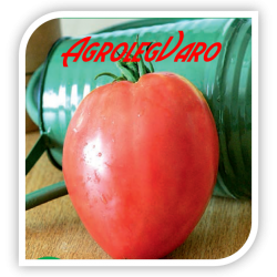 Seminte de tomate SWEETHEART