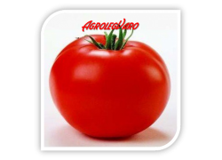 Seminte de tomate TAMARIS F1