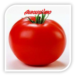 Seminte de tomate TAMARIS F1