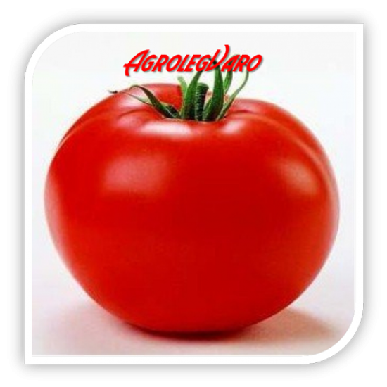 Seminte de tomate TAMARIS F1