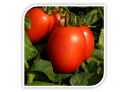 Seminte de tomate TEMPLAR F1