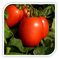 Seminte de tomate TEMPLAR F1