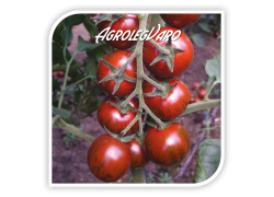 Seminte de tomate TIGER F1