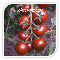 Seminte de tomate TIGER F1