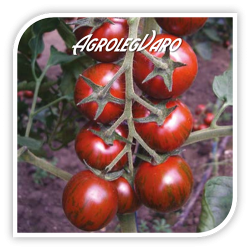 Seminte de tomate TIGER F1