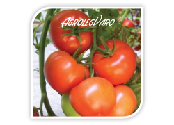 Seminte de tomate TOBOLSK F1