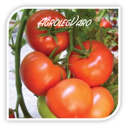 Seminte de tomate TOBOLSK F1