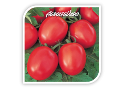 Seminte de tomate TOLSTOI F1