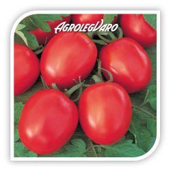 Seminte de tomate TOLSTOI F1