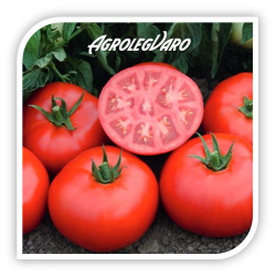 Seminte de tomate TOMSK F1