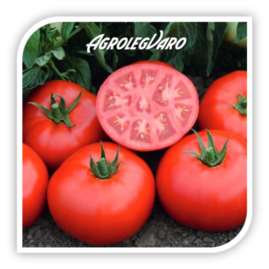 Seminte de tomate TOMSK F1