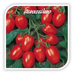 Seminte de tomate TORQUAY F1