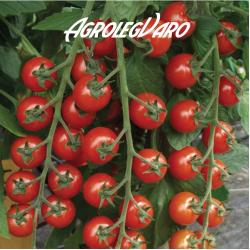 Seminte de tomate TROPICAL F1