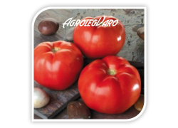 Seminte de tomate TROY F1