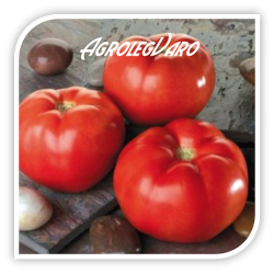 Seminte de tomate TROY F1
