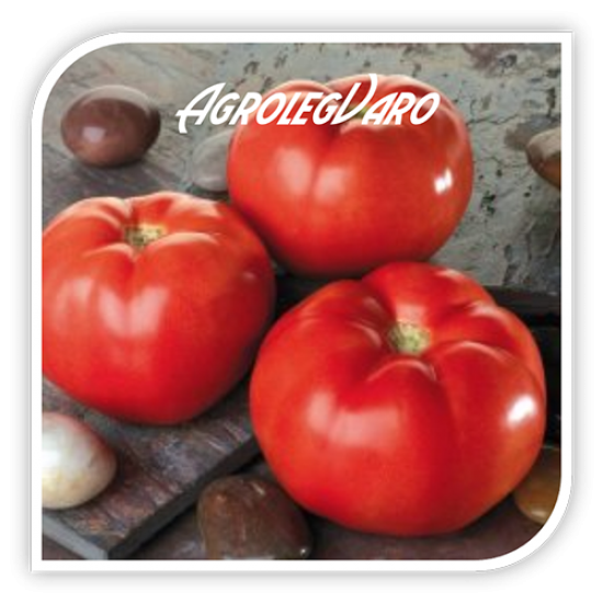 Seminte de tomate TROY F1