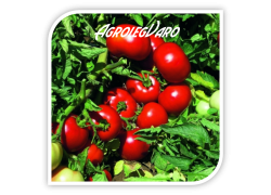 Seminte de tomate VOLNA (A119) F1