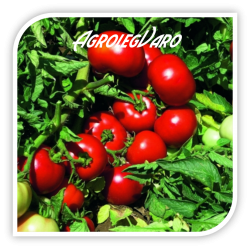 Seminte de tomate VOLNA (A119) F1
