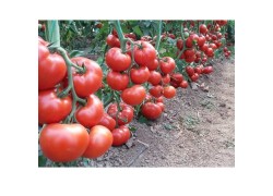 Seminte de tomate WRESTLER F1
