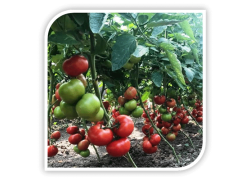 Seminte de tomate YETI F1