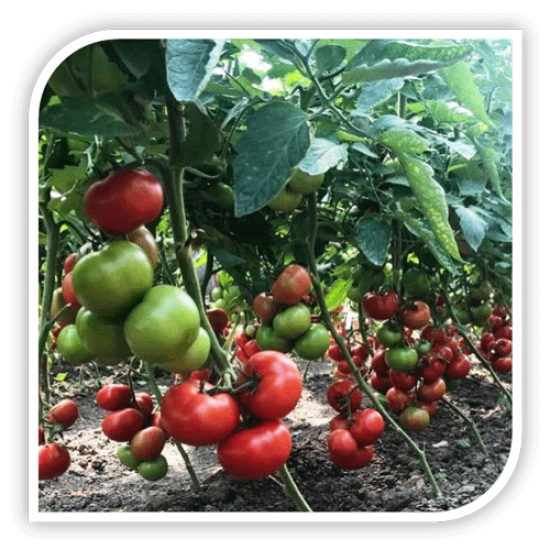 Seminte de tomate YETI F1