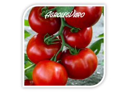 Seminte de tomate ZADURELLA (V370) F1