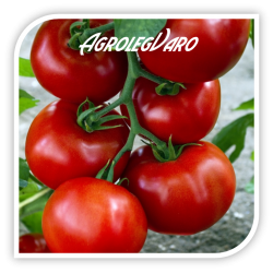 Seminte de tomate ZADURELLA (V370) F1