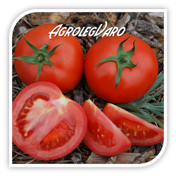 Seminte de tomate BERNO F1