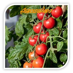 Seminte de tomate cherry CREATIVO F1