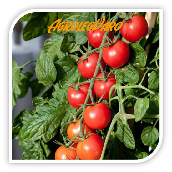 Seminte de tomate cherry CREATIVO F1