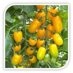 Seminte de tomate cherry DOLLY F1