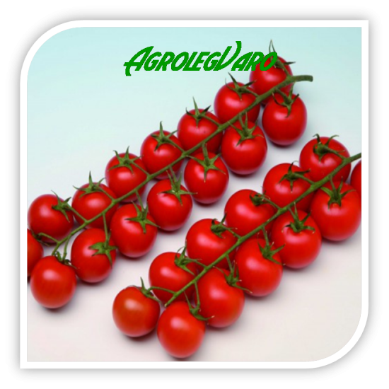 Seminte de tomate cherry GENIO F1