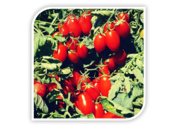 Seminte de tomate cherry MASCALZONE F1