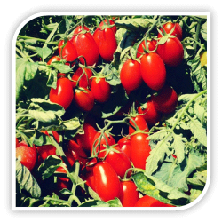 Seminte de tomate cherry MASCALZONE F1