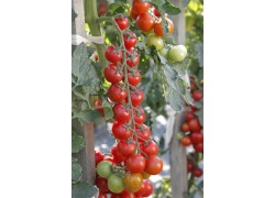 Seminte de tomate cherry MINOPRIO F1