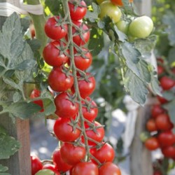 Seminte de tomate cherry MINOPRIO F1