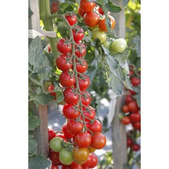 Seminte de tomate cherry MINOPRIO F1