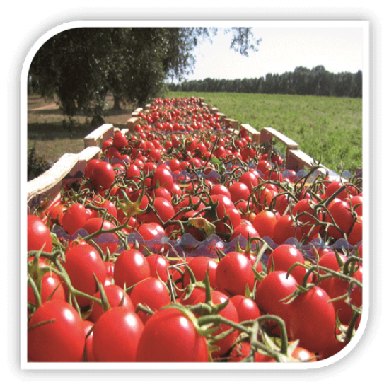 Seminte de tomate cherry TOMITO F1