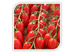 Seminte de tomate cherry TRILLY F1