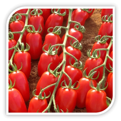 Seminte de tomate cherry TRILLY F1
