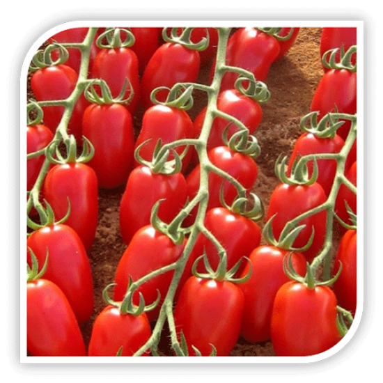 Seminte de tomate cherry TRILLY F1