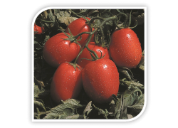 Seminte de tomate ovale CANDIA F1