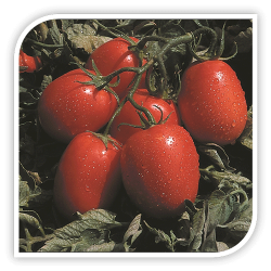 Seminte de tomate ovale CANDIA F1