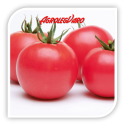 Seminte de tomate roz APHEN F1