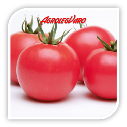 Seminte de tomate roz APHEN F1