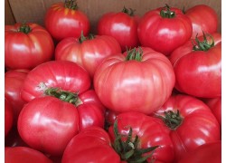 Seminte de tomate roz BUFFALOPINK F1 ( 44169 )